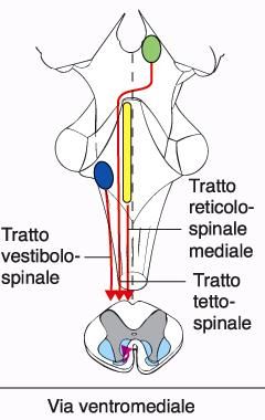 IL TRONCO DELL ENCEFALO - VIE VM Vie Ventromediali discendenti ai MN spinali che controllano la muscolatura assiale 1.