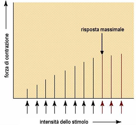 Relazione tra intensità dello stimolo e contrazione: Esiste un limite (tetano) oltre il quale