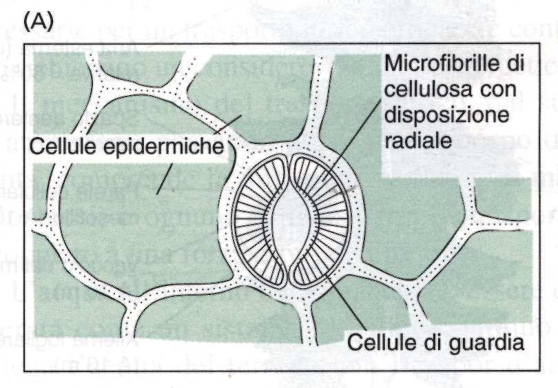 Due tipi principali di cellule di guardia: A) Reniformi nelle