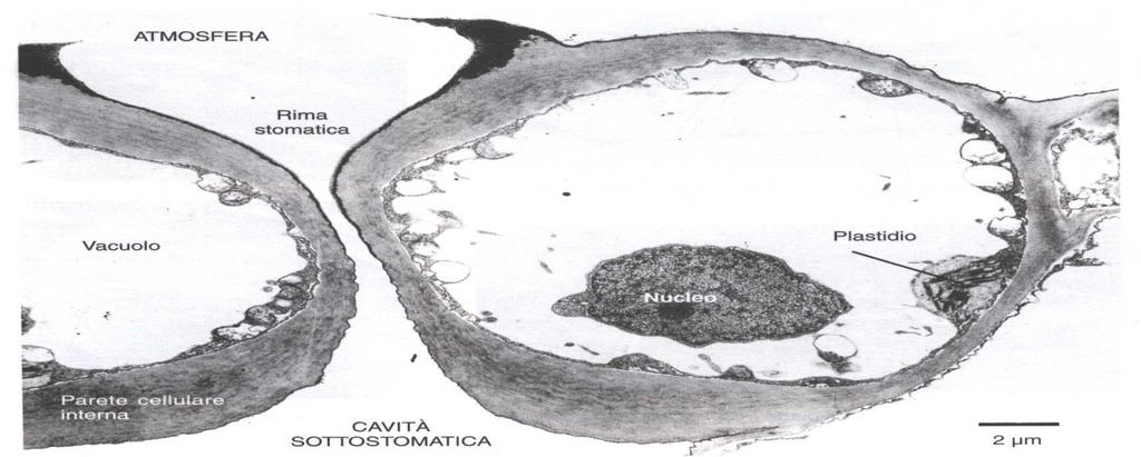 1. La struttura delle pareti è una caratteristica peculiare delle cellule di guardia: pareti dorsali (in contatto con le