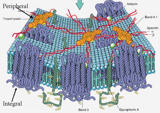 Proteine