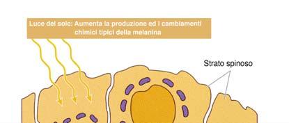 Cellulle dell