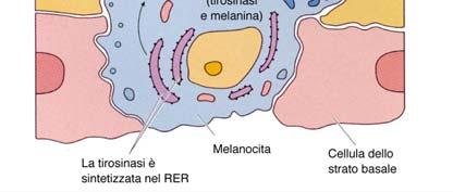 CELLULE DI MERKEL