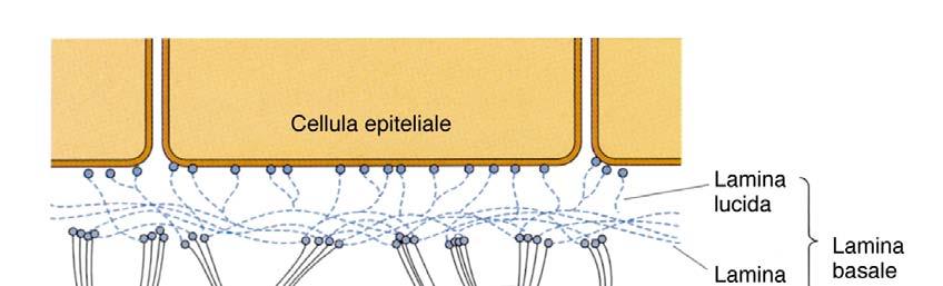 membrana basale: è