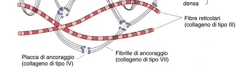 glicoproteine laminina