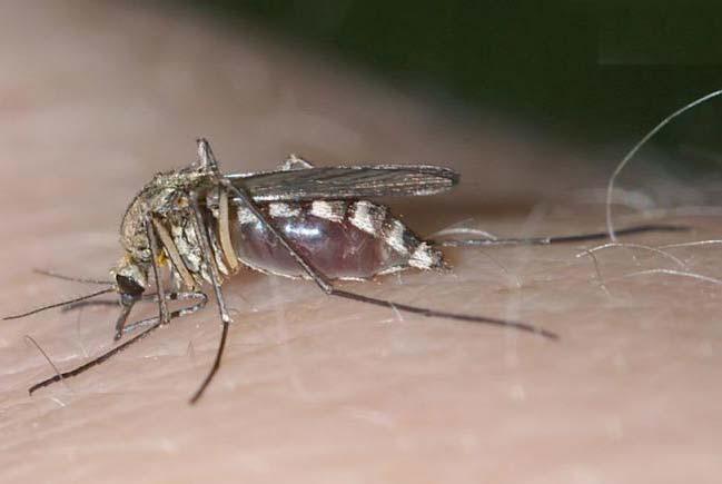Culex pipiens Aedes albopictus Differenze: colorazione del corpo e dimensioni Biologia: Zanzara Comune depone le uova a
