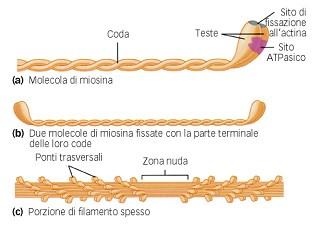 Proteine contrattili: miosina Le aggregazioni di miosina stanno alla base dei filamenti spessi. Ha due code strutturate a elica.