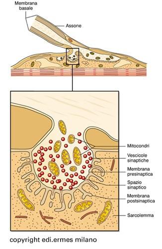 Sinapsi neuromuscolare (o placca nuromuscolare) Il neurotrasmettitore utilizzato in questo tipo di sinapsi è l acetilcolina (ACh) che attiva i recettori ionotropi.