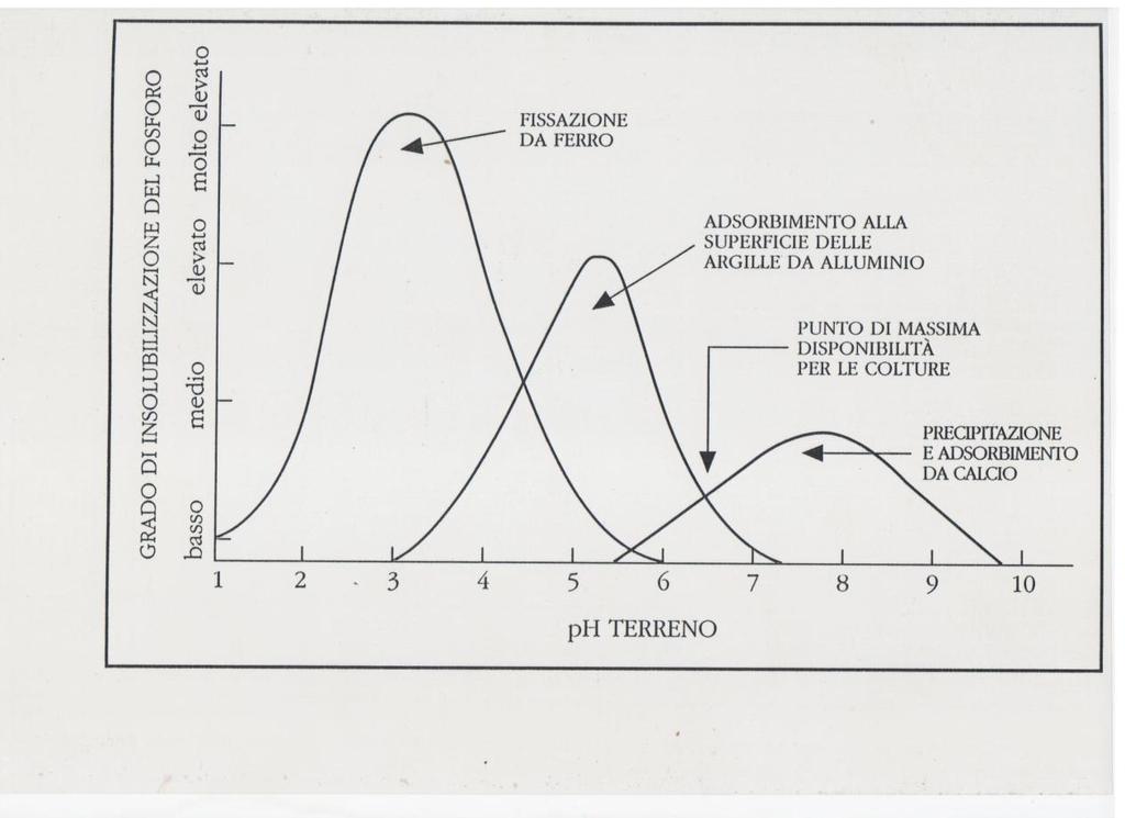 emblematico da questo punto di vista il caso del fosforo che è fortemente influenzata dalla reazione del terreno in quanto la maggior fonte di P (l acido ortofosforico = H 3 PO 4 ) presenta tre gradi