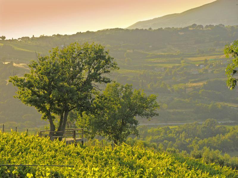 Colline di Sopra, nata nel 2006 e rilevata da Ulrich nel 2016, è un azienda ecofriendly.