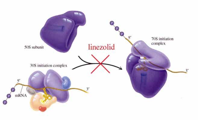 Oxazolidinone Meccanismo d azione: inibizione della sintesi proteica