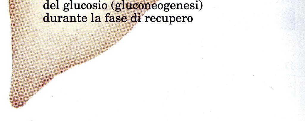 mediante la gluconeogenesi.