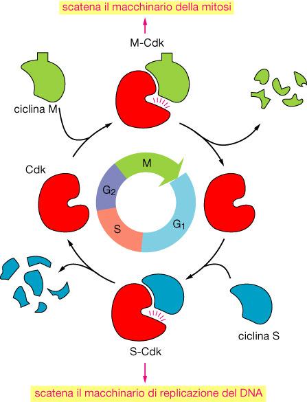 Progressione del ciclo cellulare (cicline, CDKs) Proteolisi delle cicline Le Cdks si associano in successione con