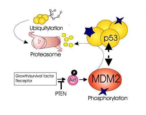 Oncogenesi/Soppressione tumorale (regolazione di p53) p53