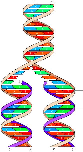 La replicazione del DNA è semiconservativa I due filamenti di DNA parentale si separano e ciascuno serve da stampo per la sintesi di un nuovo filamento complementare la cui sequenza è dettata dalla