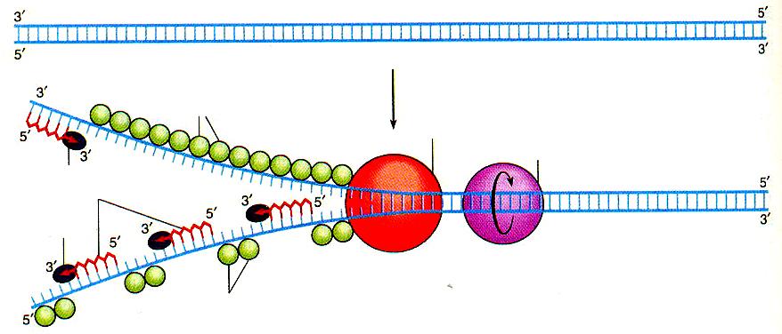 3. La DNA primasi Proteine che legano il DNA a singola elica elicasi