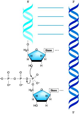 4. Reazione di allungamento della catena di DNA catalizzata dalla DNA polimerasi La DNA polimerasi catalizza l aggiunta di nucleotidi all estremità 3 di una catena di DNA in allungamento, formando