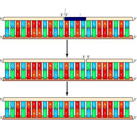 5. Rimozione del primer e unione dei frammenti di Okazaki Per trasformare in un filamento continuo tutti i frammenti separati costruiti sul filamento lento, intervengono altri 3 enzimi: Interruzione