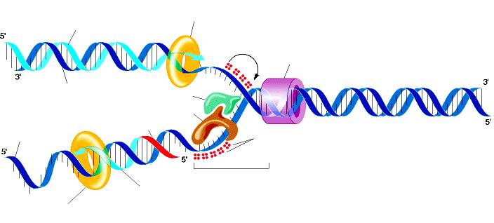 Complesso multienzimatico implicato nella replicazione del DNA filamento guida (sintesi veloce) DNA polimerasi III sul filamento guida Elicasi stampo del filamento guida stampo