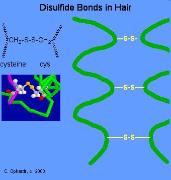 Ponte disolfuro E un legame covalente che stabilizza la struttura terziaria della proteina e che si origina per ossidazione di due gruppi SH,