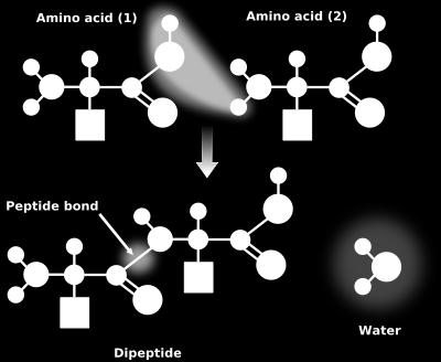 Legame peptidico Gli amminoacidi si uniscono tra loro mediante reazione di condensazione, l H di un aa reagisce con l OH di un altro aa.