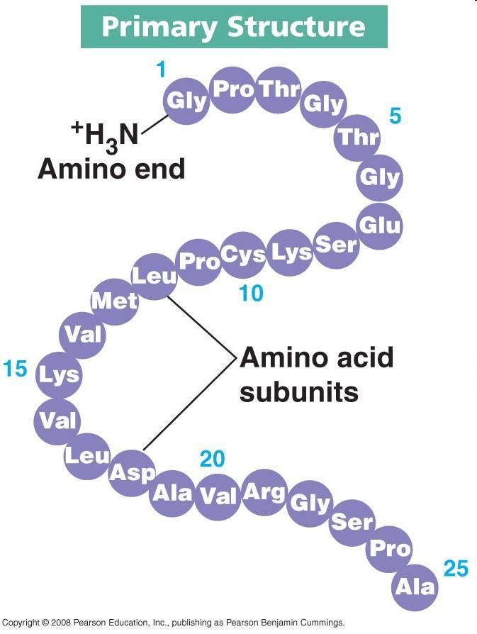 Struttura primaria La sequenza amminoacidica della catena