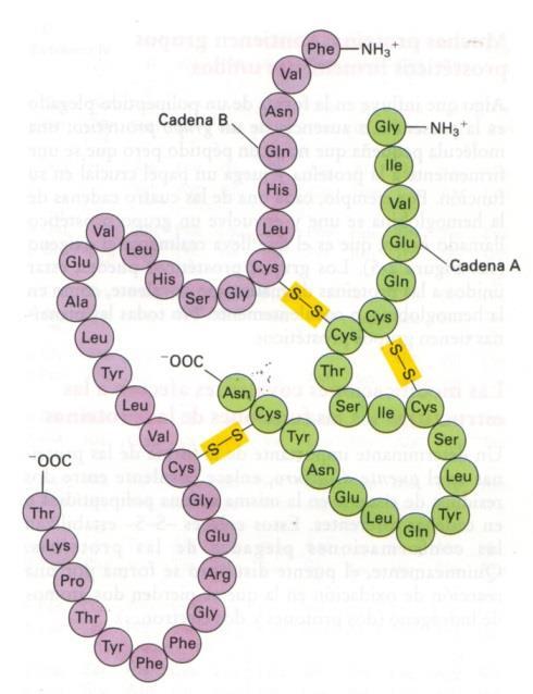 Numero teorico di polipeptidi diversi: 20 n (20 numero di aa diversi, n lunghezza del polipeptide) 20 2 (400) dipeptidi diversi 20 3 (8000)