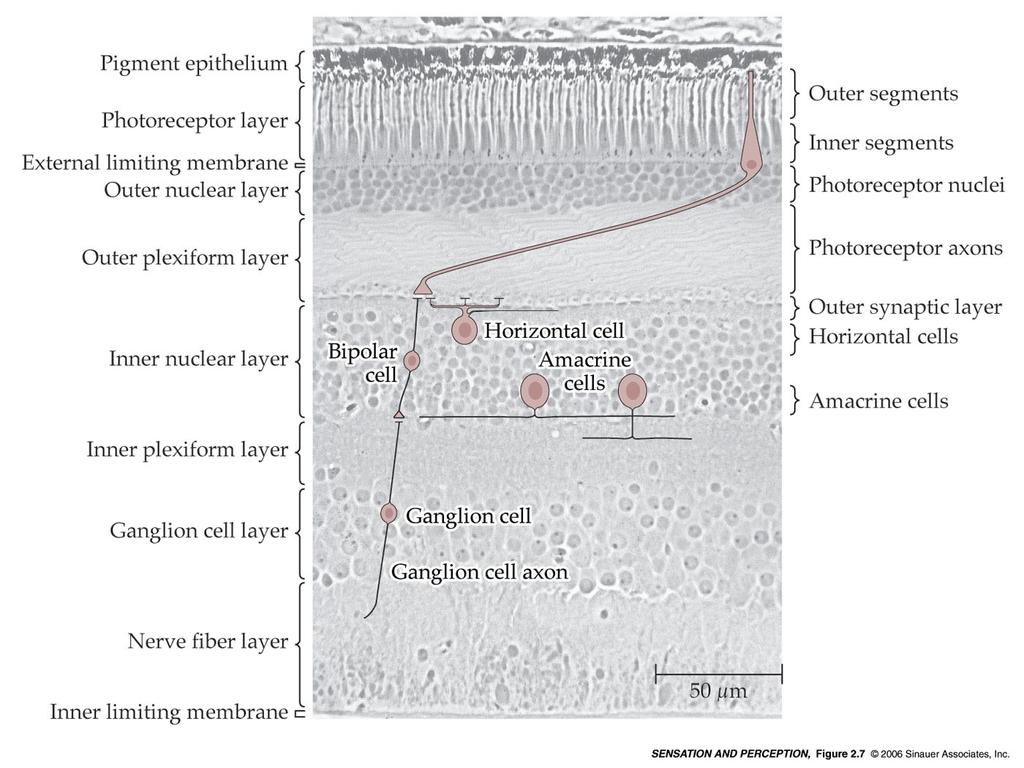 //La retina: strati interni di elaborazione