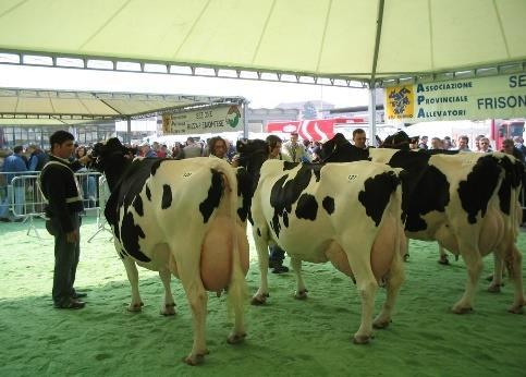 provinciale bovini razza PIEMONTESE Carmagnola (TO) 9 aprile 2017