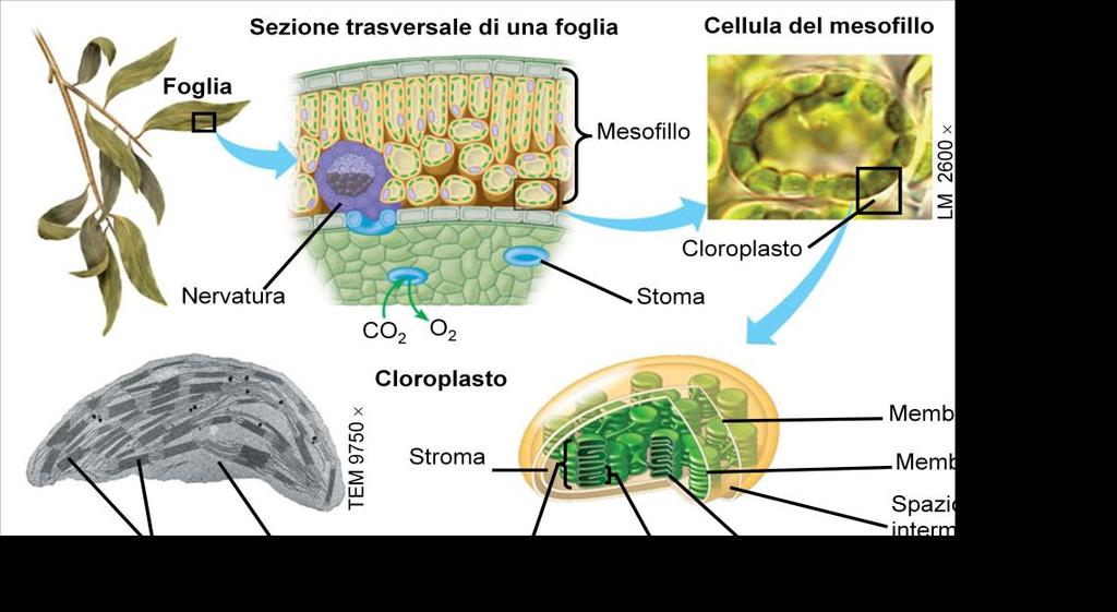 La fotosintesi Gli autotrofi svolgono il ruolo di produttori di sostanze alimentari.