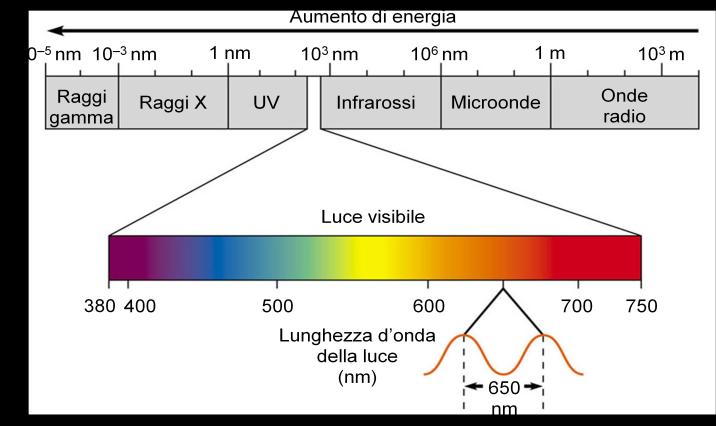 Le reazioni luminose trasformano l energia luminosa in energia chimica, liberando ossigeno gassoso (O 2
