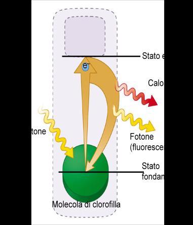 Le membrane dei tilacoidi contengono strutture complesse, i fotosistemi, che assorbono l