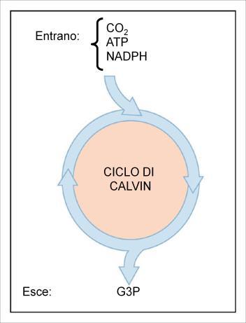 Nella fase al buio, gli zuccheri si formano a partire dal diossido di carbonio attraverso un processo ciclico Il ciclo di Calvin: avviene