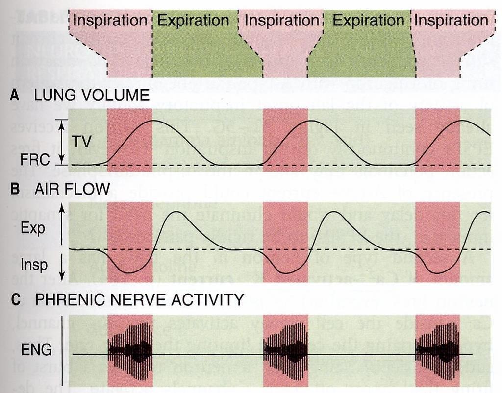 Generazione del ritmo respiratorio EUPNEA Fase inspiratoria: Attività in nervo