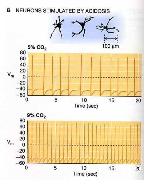 Neuroni sensibili a valori bassi di ph Diverse