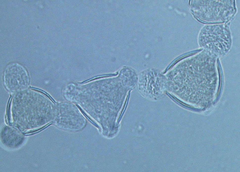 generico di miele, di cera nuova Gusto e aroma: dolce da medio a forte, acido da assente a debole; aroma da debole a medio-debole, simile all