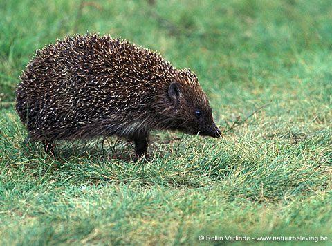 Riccio orientale Erinaceus concolor Ordine: