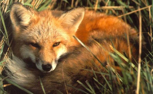 Volpe Vulpes vulpes Ordine: Carnivori