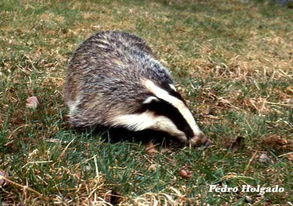 Famiglia: Mustelidi