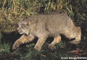 Lince Lynx lynx Ordine: Carnivori