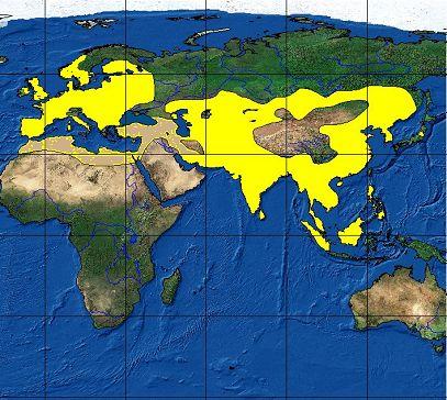 Ordine: Artiodattili