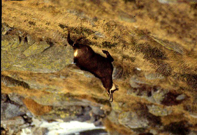 Camoscio delle Alpi Rupicapra rupicapra Superordine: Ungulati