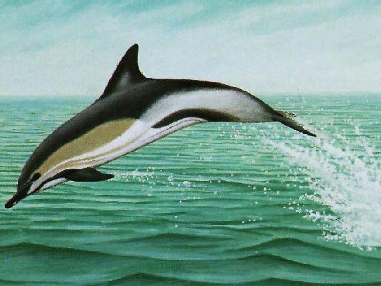 Ordine: Cetacei