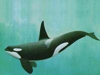 Orca Orcinus orca Ordine: Cetacei