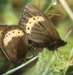 Curiosità naturalistiche Una farfalla particolare La zona del Passo Campolungo è nota per la presenza di una rara farfallina diurna, Erebia flavofasciata.