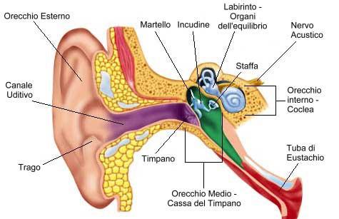 La affascinante anatomia dell orecchio, complessa tanto da meritare il nome di labirinto è destinata a vedere enormi miglioramenti della terapia grazie alla ricerca, verso la vittoria sulla sordita