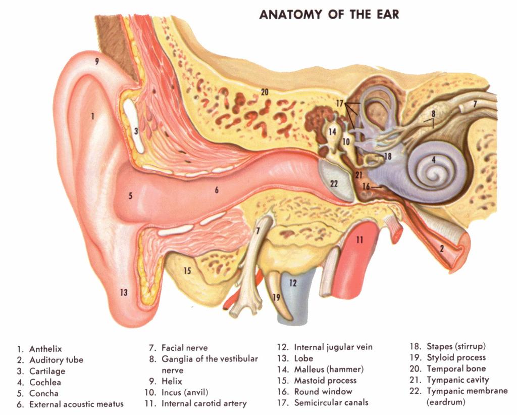 Fig. Altra immagine del meccanismo del funzionamento dell organo uditivo Fig. La complessa anatomia dell orecchio.