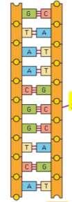 Anni 50 Chargaff scopre la proporzione A=T e C=G 1953 Watson e Crick scoprono la