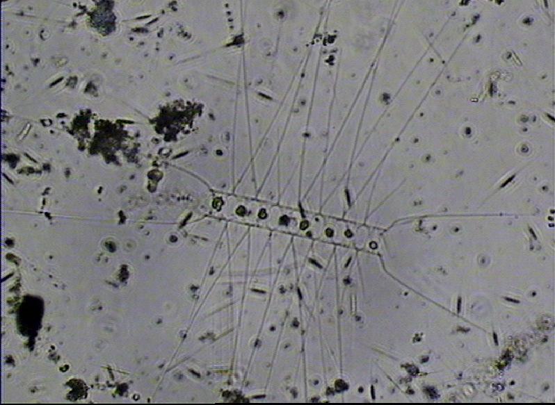 Nei mesi di febbraio e marzo, la fioritura di Skeletonema costatum è stata spesso