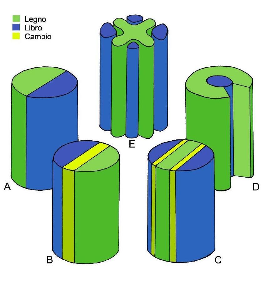 Fascio radiale Xilema Floema cambio Fascio concentrico Fascio